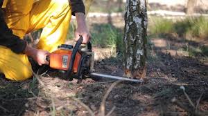 Best Leaf Removal  in Wharton, TX