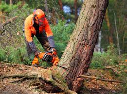 Professional Tree Services in Wharton, TX