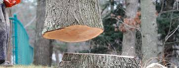 Best Tree Maintenance Programs  in Wharton, TX