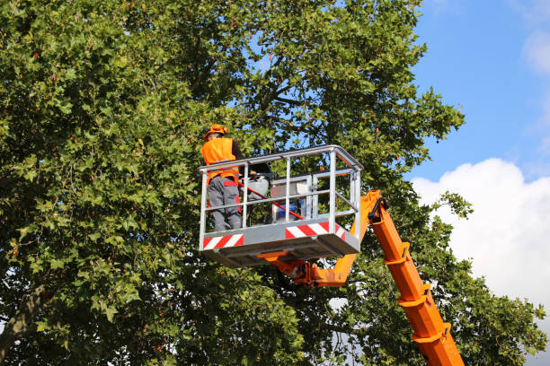 Tree and Shrub Care in Wharton, TX