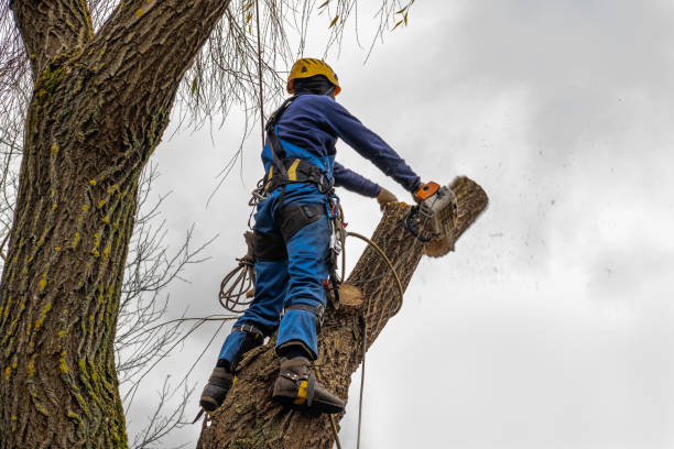 How Our Tree Care Process Works  in  Wharton, TX