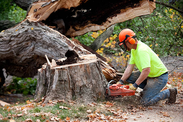 Best Hazardous Tree Removal  in Wharton, TX