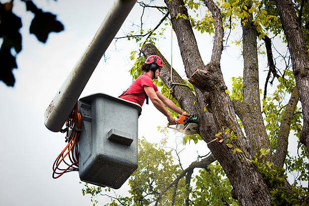 Best Storm Damage Tree Cleanup  in Wharton, TX